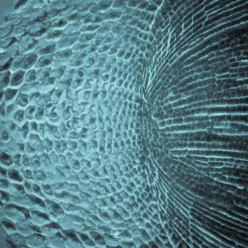 Micrograph plant root tip tissue cell Stock Photos