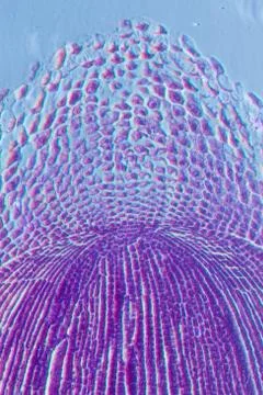 Micrograph plant root tip tissue cell Stock Photos