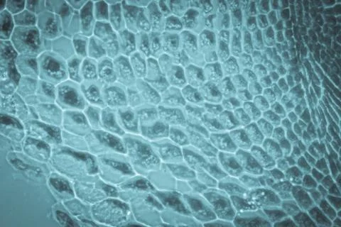 Micrograph plant root tip tissue cell Stock Photos