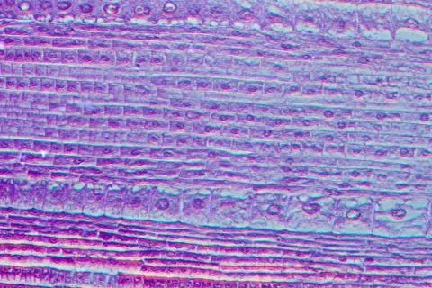 Micrograph plant root tip tissue cell Stock Photos