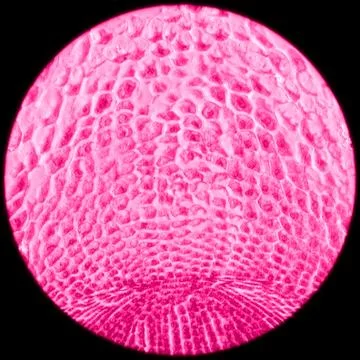 Micrograph plant root tip tissue cell Foto stock