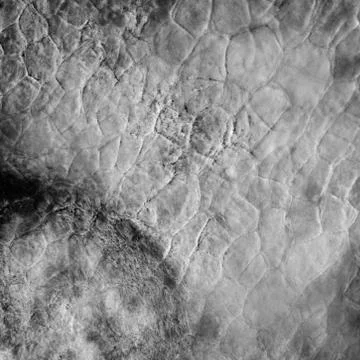 Micrograph red cherry fruit peel cell Foto stock