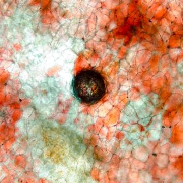 Micrograph red cherry fruit peel cell 스톡 사진