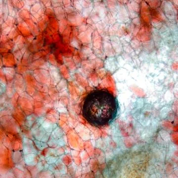 Micrograph red cherry fruit peel cell Foto stock