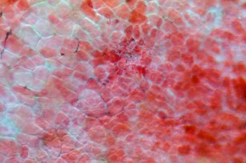 Micrograph red cherry fruit peel cell Foto stock