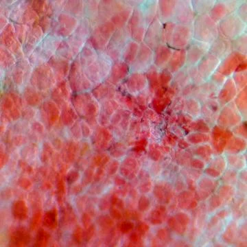Micrograph red cherry fruit peel cell Foto stock