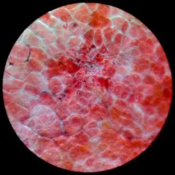 Micrograph red cherry fruit peel cell Stock Photos