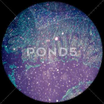 Micrograph of small intestinum tenue tissue Stock Photos