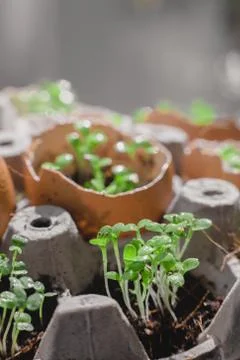 Microgreen arugula sprouts into eggs shell. Raw sprouts, microgreens, healthy Stock Photos