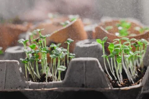 Microgreen arugula sprouts into eggs shell. Raw sprouts, microgreens, healthy Stock Photos