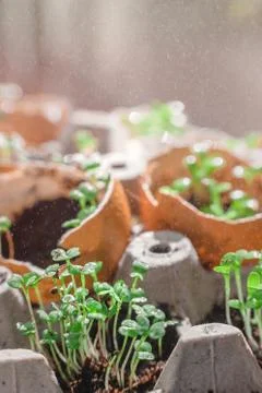Microgreen arugula sprouts into eggs shell. Raw sprouts, microgreens, healthy Stock Photos