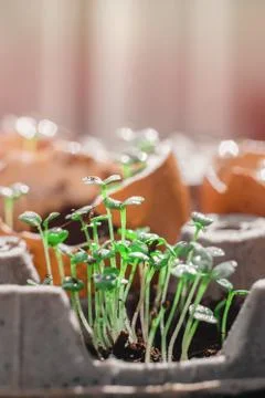Microgreen arugula sprouts into eggs shell. Raw sprouts, microgreens, healthy Stock Photos