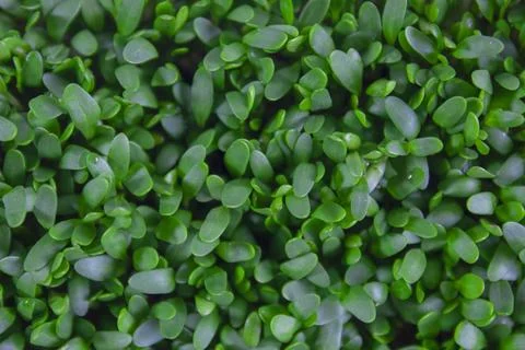 Microgreen background close-up, top view. Seed sprouts are green. Concept of  Stock Photos