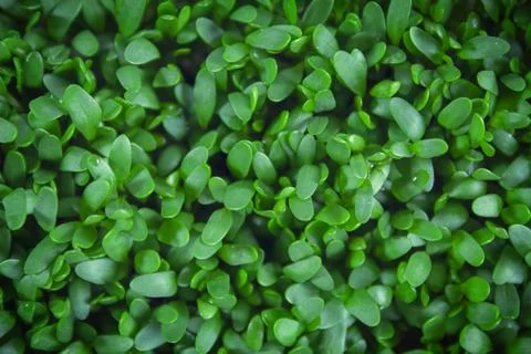 Microgreen background close-up, top view. Seed sprouts are green. Concept of  Stock Photos
