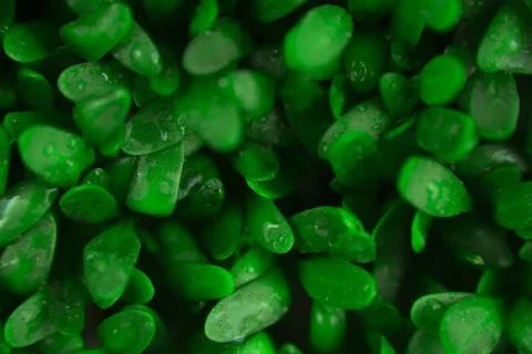 Microgreen background close-up, top view. Seed sprouts are green. Stock-Fotos
