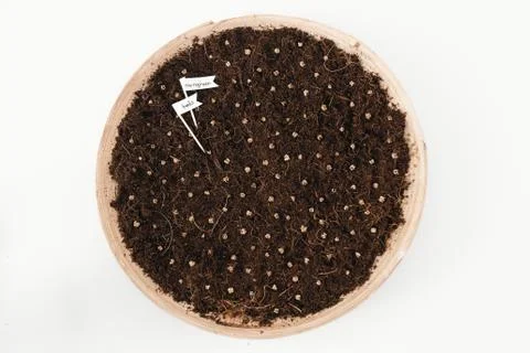 Microgreen beets seed grain seeding at home hobby on quarantine Stock Photos