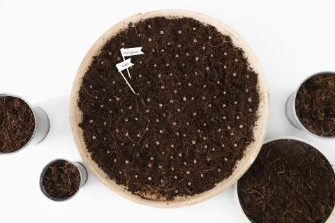 Microgreen beets seed grain seeding at home hobby on quarantine Stock Photos