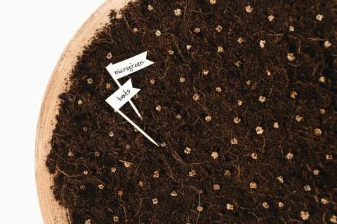 Microgreen beets seed grain seeding at home hobby on quarantine Stock Photos