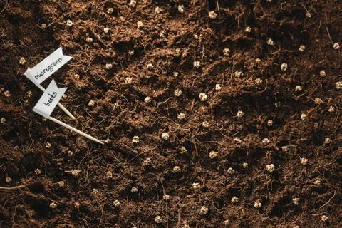 Microgreen beets seed grain seeding at home hobby on quarantine Stock Photos