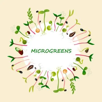 Microgreen circle frame. Growing seed, seedling with leaves. Green sprouts Illustration