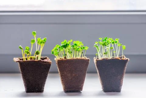 Microgreen in a container close-up. Selective focus. Young spring crop of aru Stock Photos