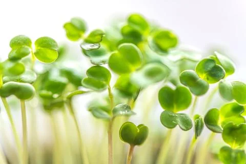 Microgreen in a container close-up. Selective focus. Young spring crop of aru Stock Photos