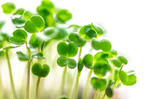 Microgreen in a container close-up. Selective focus. Young spring crop of aru Stock Photos