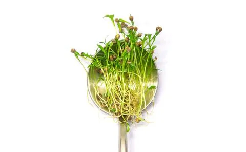 Microgreen coriander isolate on a white background. Selective focus. Stock Photos