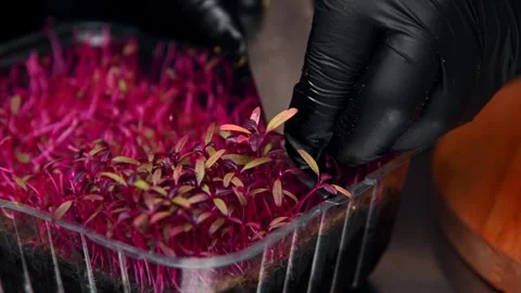 Microgreen cutting process with gloved hand in kitchen setting, vibrant colors Stock Footage 333864404