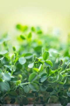 Microgreen Foliage Background. pea leaf. sprout vegetables germinated from hi Stock Photos