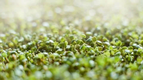 Microgreen Foliage Background. pea leaf. sprout vegetables germinated from hi Stock Photos