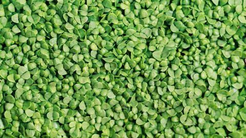 Microgreen Foliage Background. pea leaf. sprout vegetables germinated from hi Stock Photos