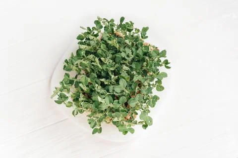 Microgreen Foliage Background. pea leaf. sprout vegetables germinated from hi Stock Photos