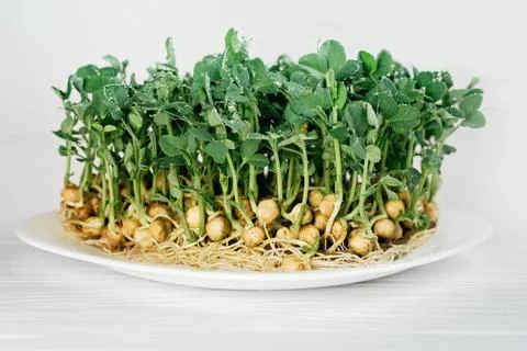 Microgreen Foliage Background. pea leaf. sprout vegetables germinated from hi Stock Photos