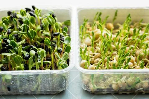 Microgreen Foliage Background. pea leaf. sprout vegetables germinated from hi Stock Photos