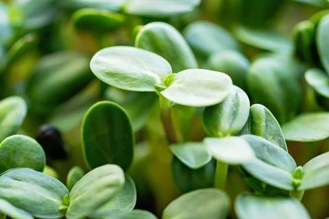 Microgreen Foliage Background. pea leaf. sprout vegetables germinated from hi Stock Photos