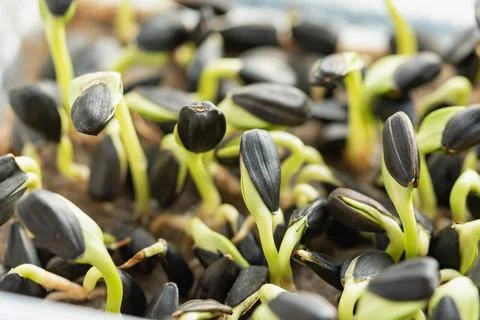 Microgreen Foliage Background. pea leaf. sprout vegetables germinated from hi Stock Photos