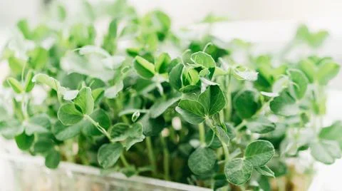 Microgreen Foliage Background. pea leaf. sprout vegetables germinated from hi Stock Photos