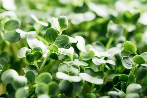 Microgreen Foliage Background. pea leaf. sprout vegetables germinated from hi Foto stock