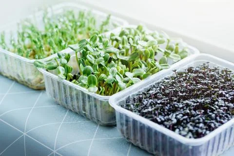 Microgreen Foliage Background. pea leaf. sprout vegetables germinated from high Foto stock