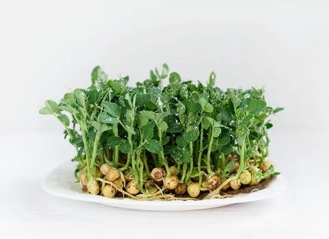 Microgreen Foliage Background. pea leaf. sprout vegetables germinated from high Stock Photos
