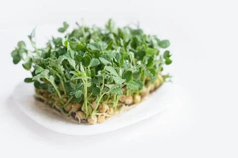 Microgreen Foliage Background. pea leaf. sprout vegetables germinated from high Stock Photos