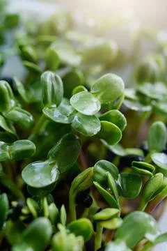 Microgreen Foliage Background. pea leaf. sprout vegetables germinated from high Stock Photos