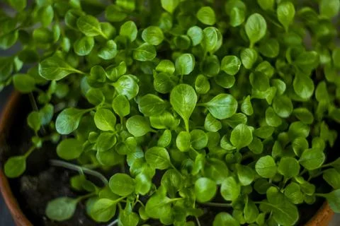 A microgreen foliage background Stock Photos