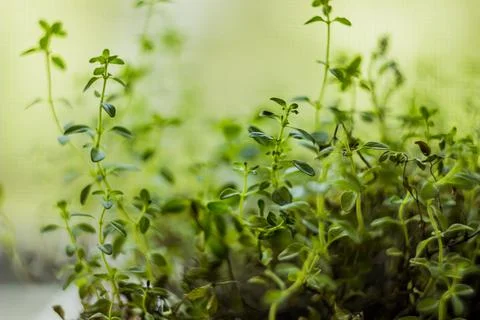 A microgreen foliage background Stock Photos