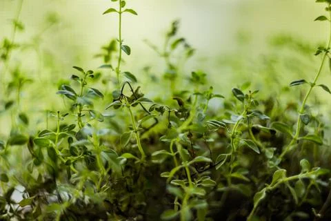 A microgreen foliage background Stock Photos