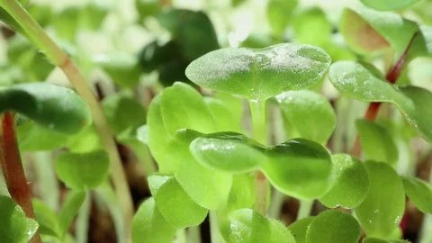 Microgreen Stock Footage 128708586