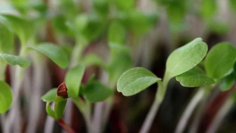 Microgreen Stock Footage 128708595
