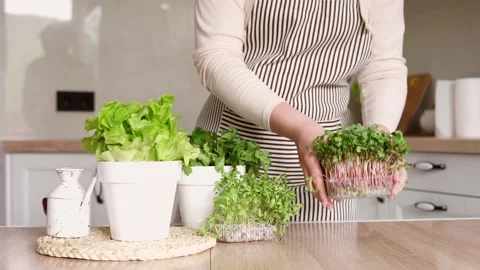 Microgreen Stock Footage 154505075