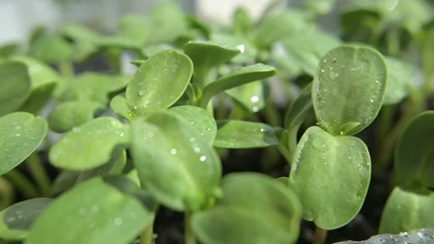 Microgreen Stock Footage 188194879